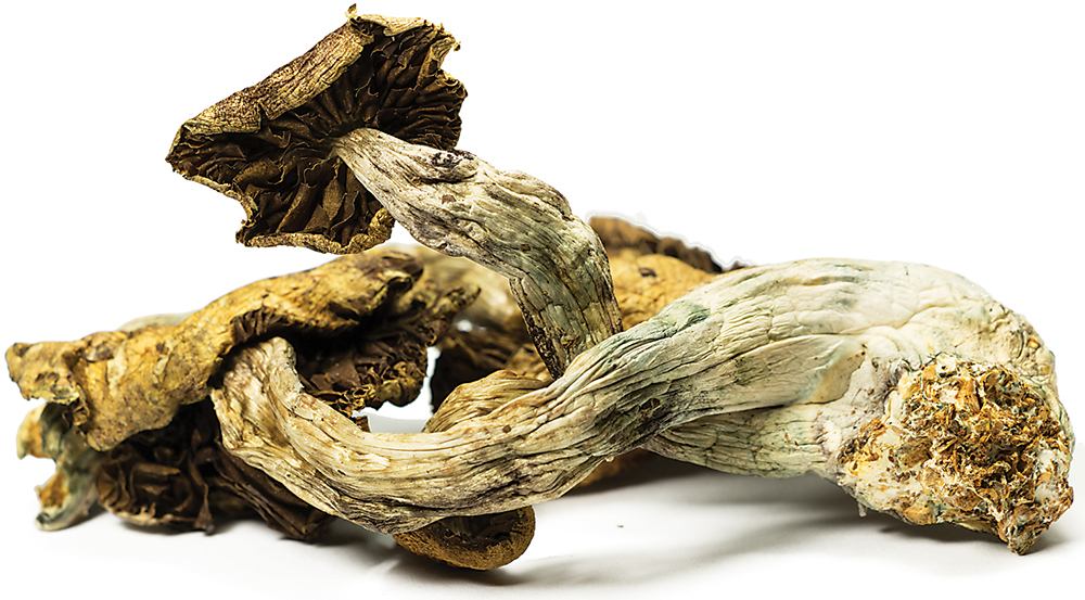 How to Dry Shrooms - DoubleBlind Mag