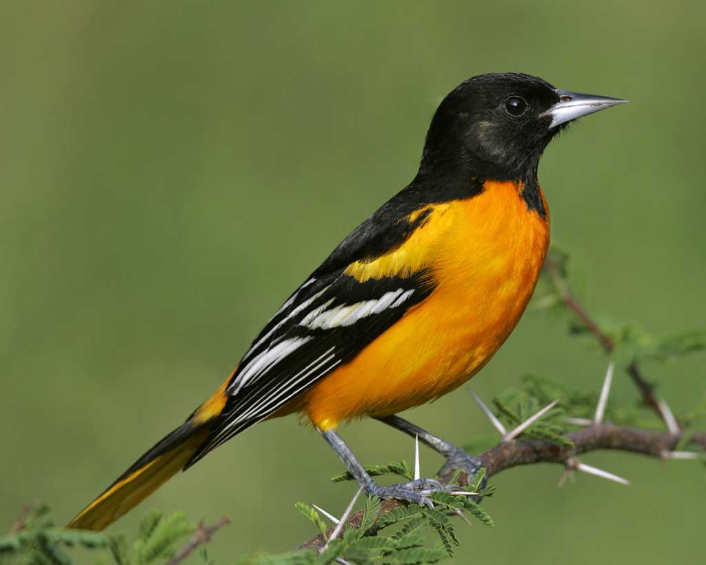 Baltimore Oriole  Ohio Department of Natural Resources
