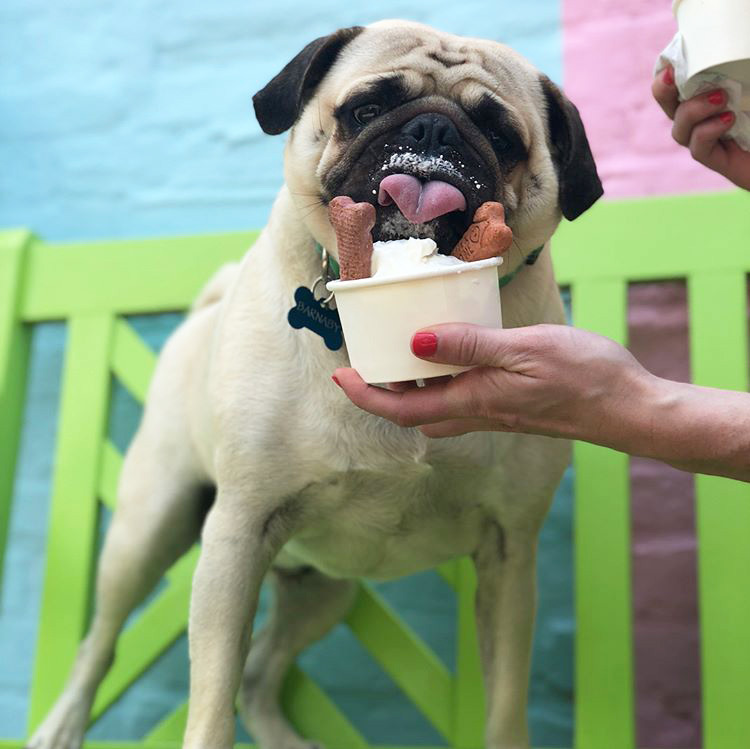 dog friendly ice cream near me