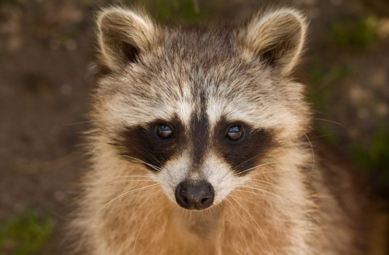 Rally Raccoon Makes Himself at Home at Camden Yards - Baltimore Magazine