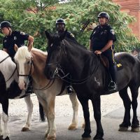 Mounted Unit Horses