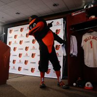 Oriole Bird Billy Joel