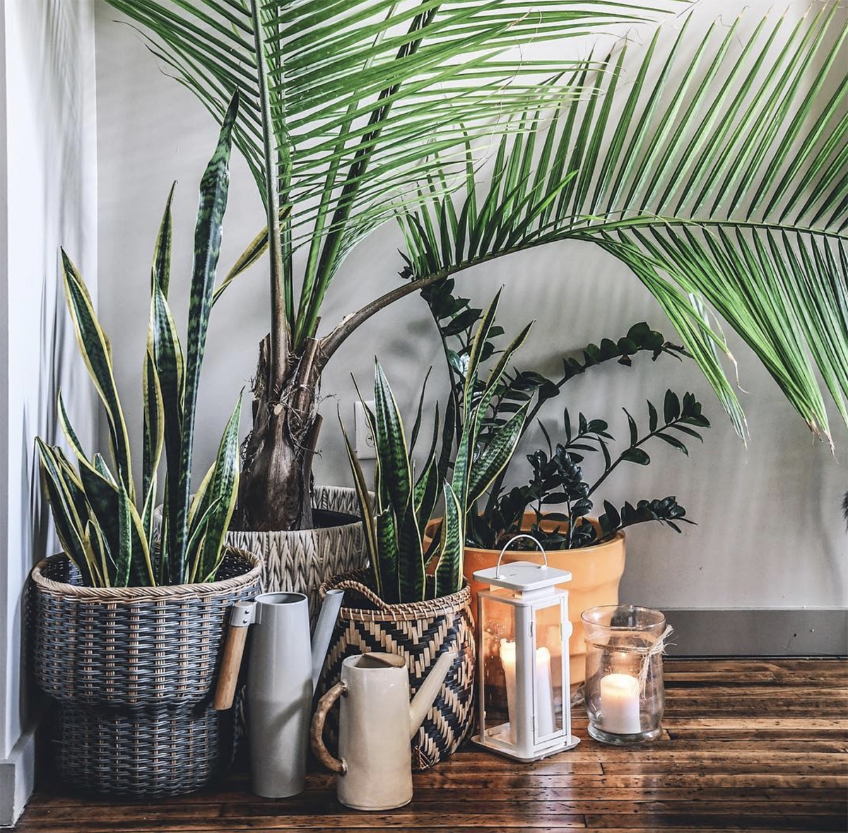 Houseplant Care Advice From Hilton Carter