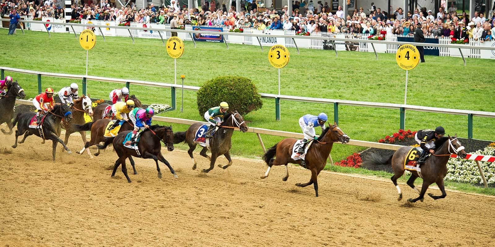 Preakness Roundup