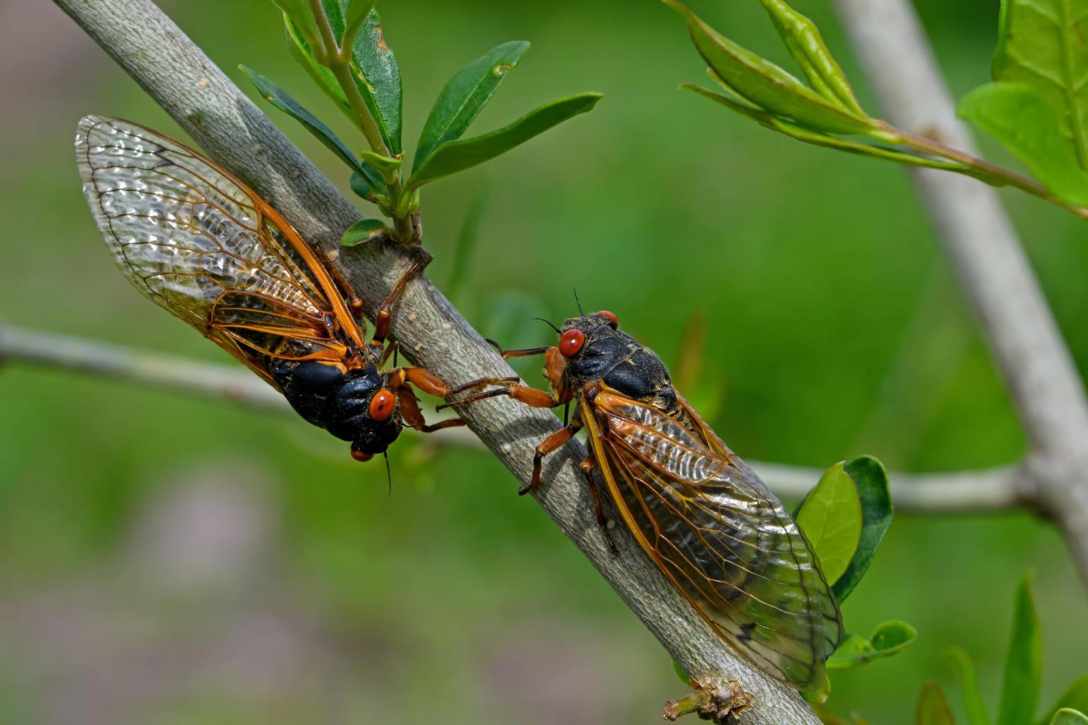 Cicada Noise Can Be a Blessing or Curse for People With Chronic Ear Ringing