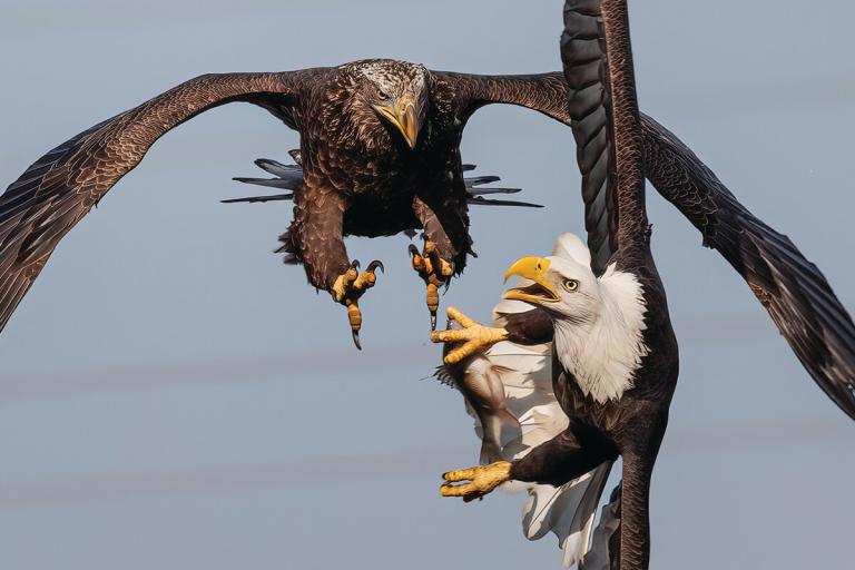 The Conowingo Dam Is One Of The Best Spots In The U.s. For Seeing Bald 