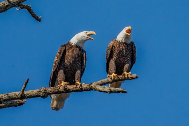 The Conowingo Dam is One of the Best Spots in the U.S. for Seeing Bald ...