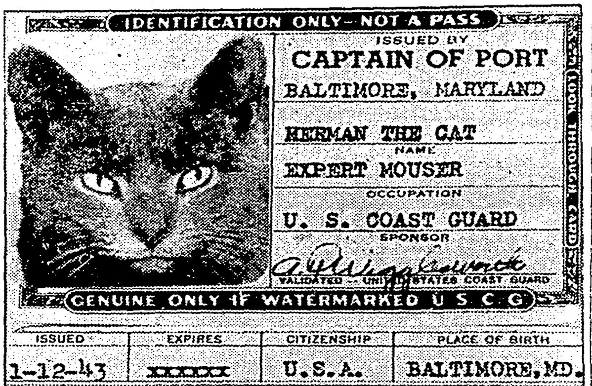 The Story Of The Baltimore Cat That Joined The Coast Guard During World War Ii