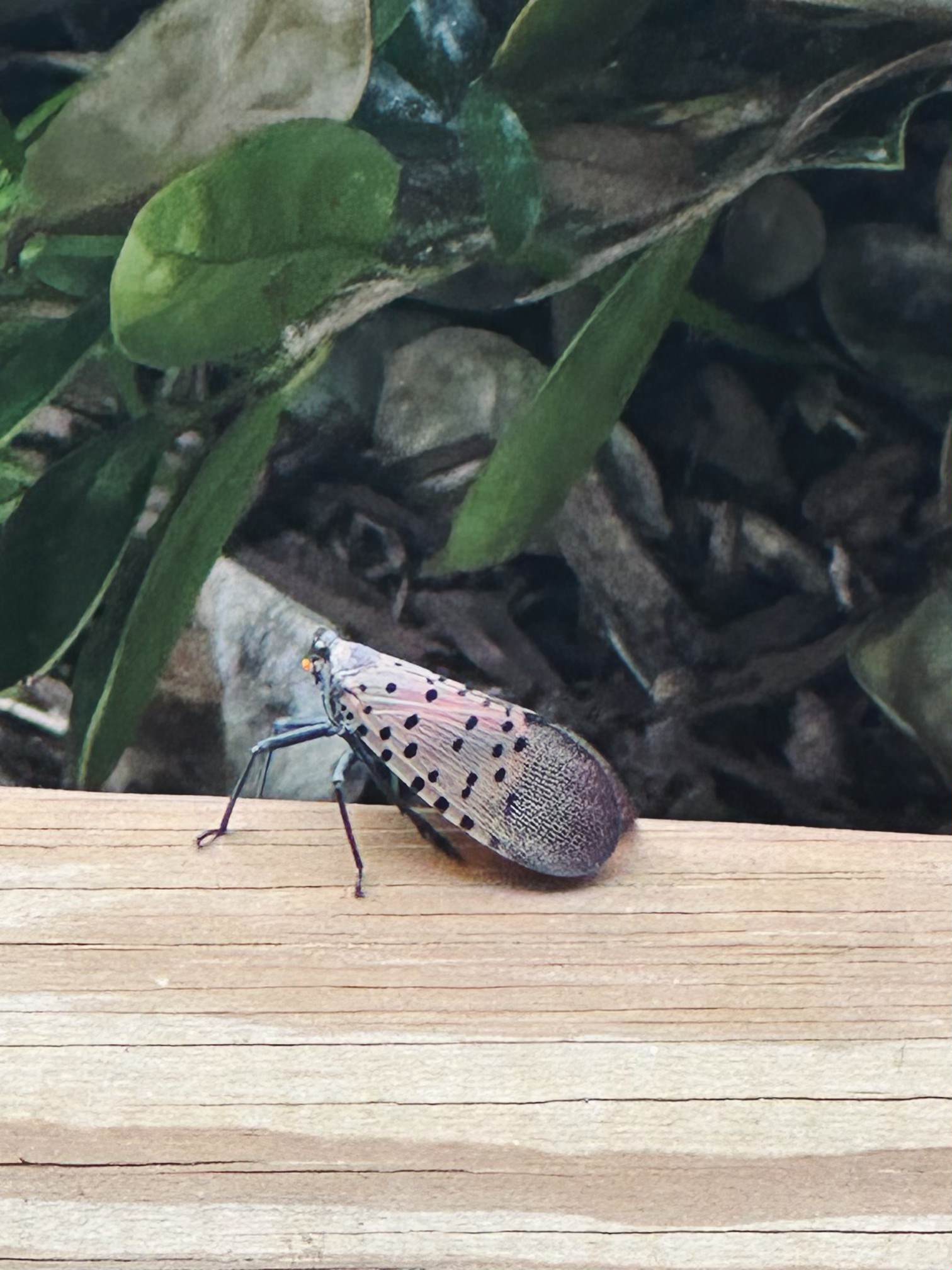 Insects Waking Up Now In MD: Spotted Lanternflies, Stink Bugs, Bees
