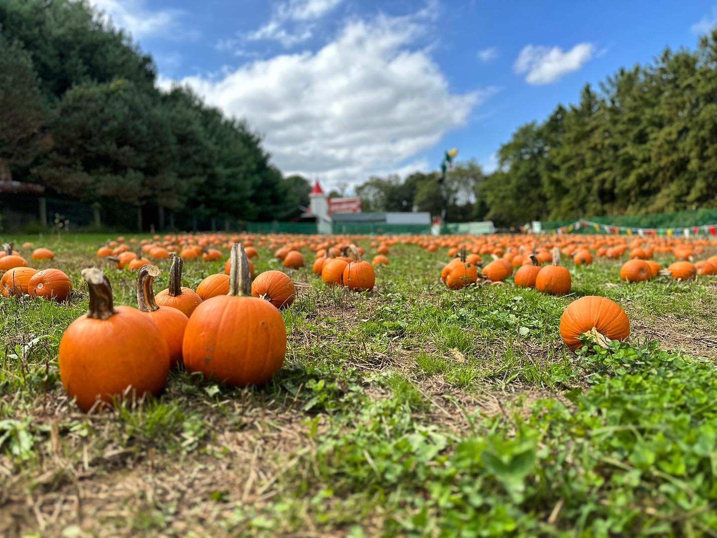 Factory Pumpkin Patch